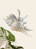 Pince Coquillages